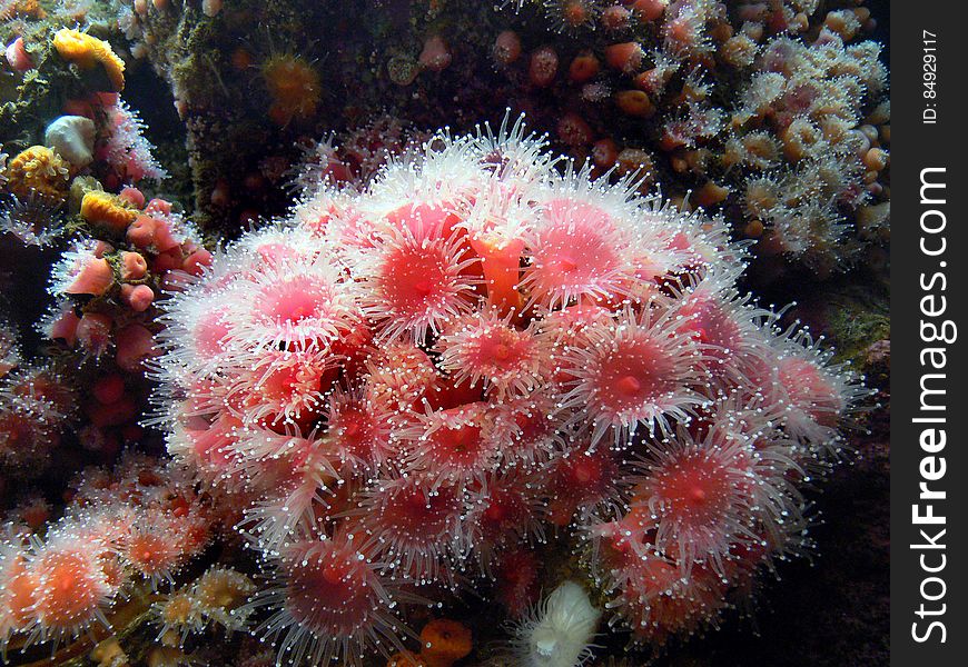 Corals, sea anemones and jellyfish all belong to the same large group of animals â€“ cnidarians. The name comes from the Greek â€˜knideâ€™, meaning nettle â€“ they carry a sharp sting in their tentacles. Corals, sea anemones and jellyfish all belong to the same large group of animals â€“ cnidarians. The name comes from the Greek â€˜knideâ€™, meaning nettle â€“ they carry a sharp sting in their tentacles