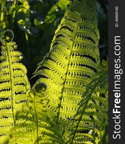 Close up of green fern leaves in sunny garden. Close up of green fern leaves in sunny garden.