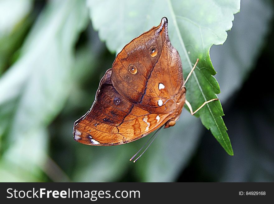 Doleschallia bisaltide, commonly known as the Autumn Leaf, is a nymphalid butterfly found in India, also found in Australia where they are known as Leafwing. Doleschallia bisaltide, commonly known as the Autumn Leaf, is a nymphalid butterfly found in India, also found in Australia where they are known as Leafwing.