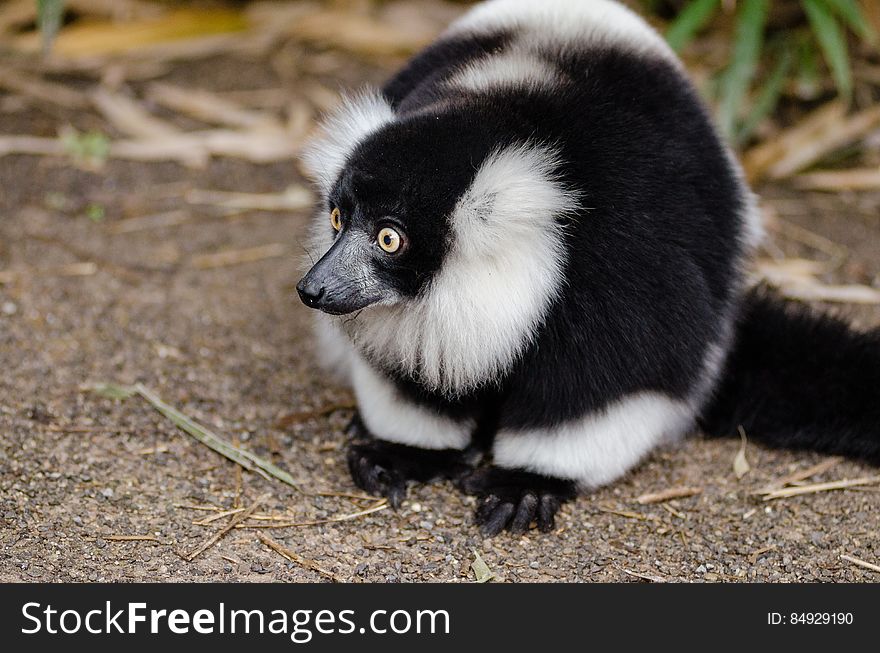 Black And White Ruffed Lemur