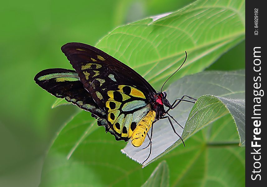 Cairns Birdwing On Leaf.