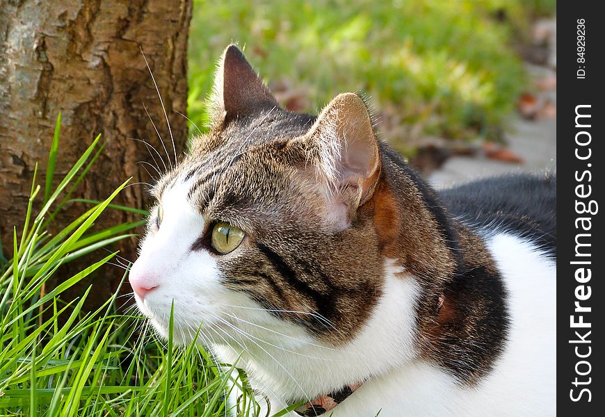 Outdoor portrait of domestic short haired cat sitting in green grass. Outdoor portrait of domestic short haired cat sitting in green grass.