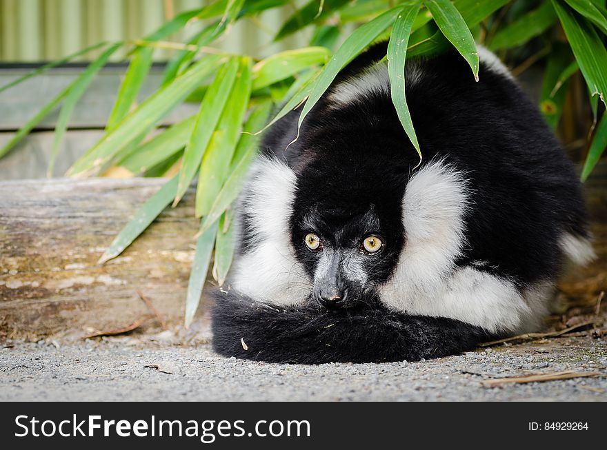 Black And White Ruffed Lemur