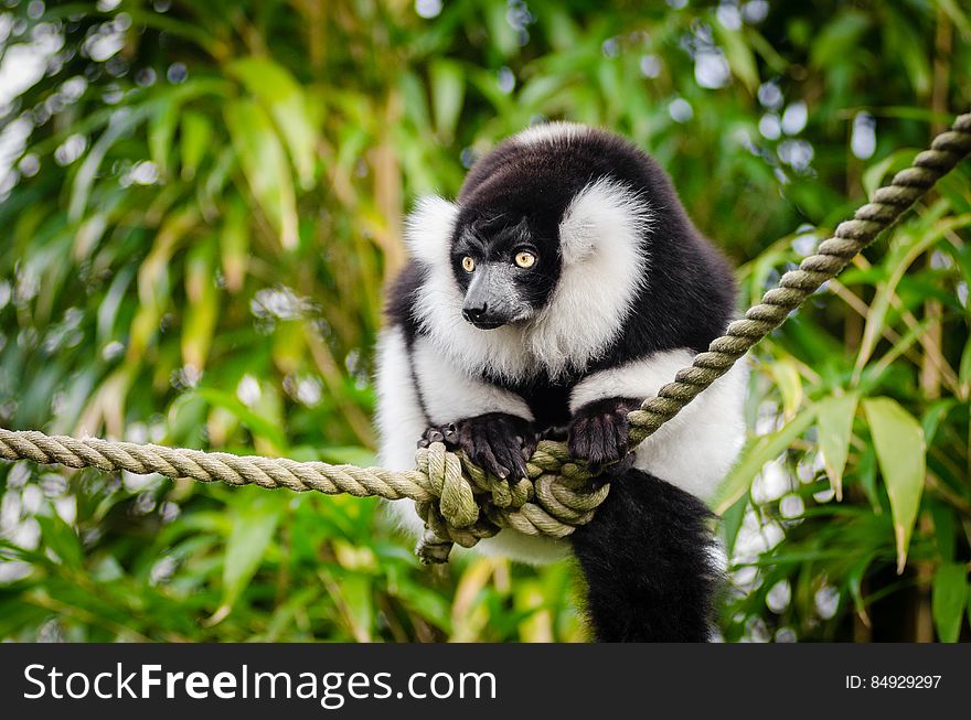 Black and white Ruffed Lemur