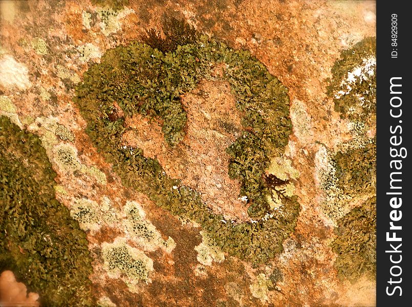 Heart Of Moss