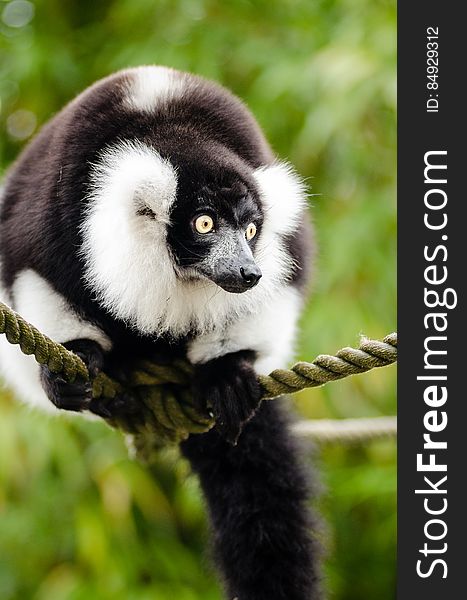 Black and white Ruffed Lemur