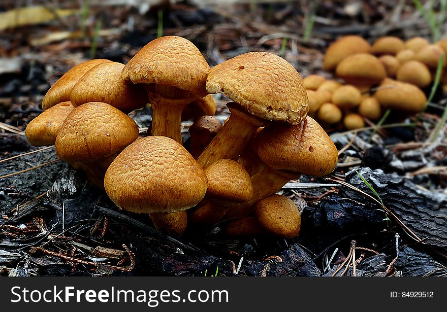 Gymnopilus junonius is a species of mushroom in the family Cortinariaceae. Commonly known as Laughing Gym, Laughing Cap, Laughing Jim, or the Spectacular Rustgill, this large orange mushroom is typically found growing on tree stumps, logs, or tree bases.