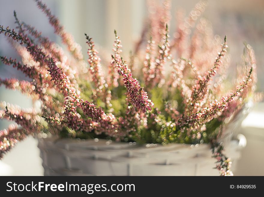 A basket with branches full of small red flowers. A basket with branches full of small red flowers.