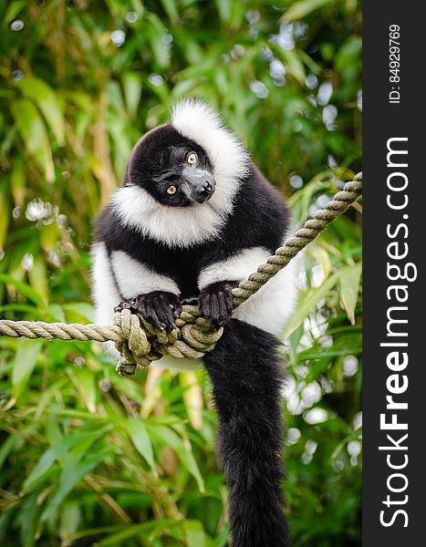 She loves to sit on those ropes and watch the visitors from above. She loves to sit on those ropes and watch the visitors from above.