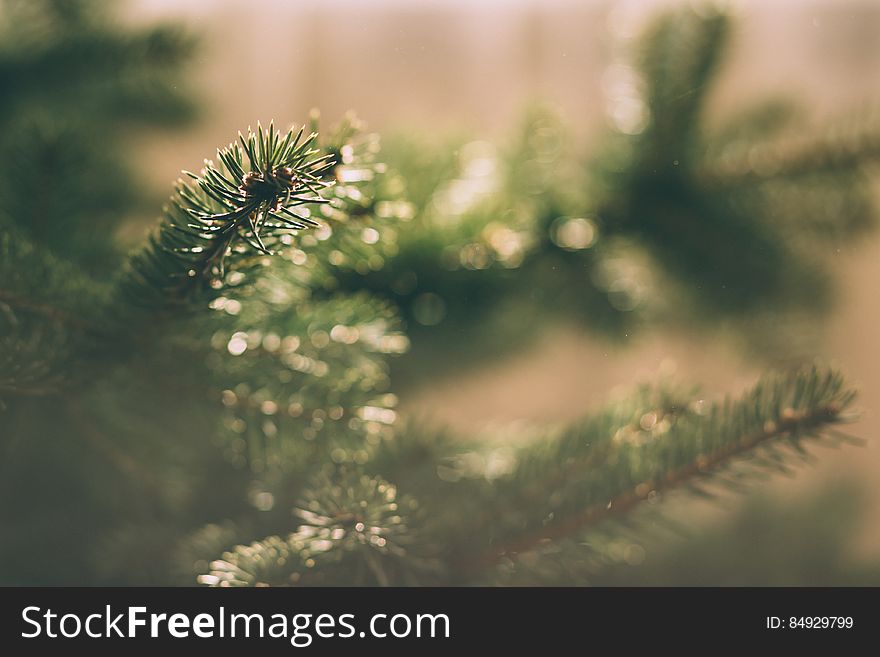 A close up of a spruce tree branch.