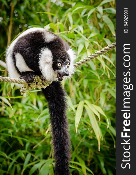 Black and white Ruffed Lemur