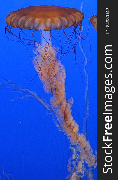 sea nettle