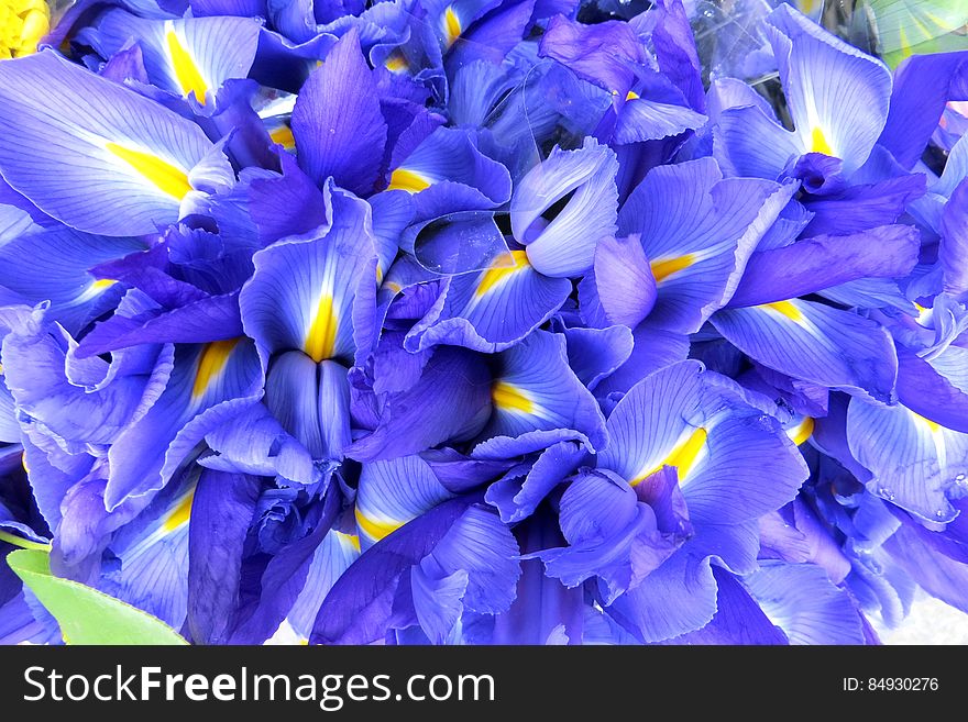 blue Dutch irises