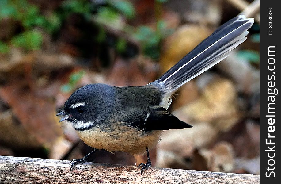 Fantails belong to a group of small insect eating birds found in Africa, southern Asia and Australasia belonging to the family Monarchidae. Most of the species are about 15 to 18 cm long and very adept at catching insects on the wing. Fantails belong to a group of small insect eating birds found in Africa, southern Asia and Australasia belonging to the family Monarchidae. Most of the species are about 15 to 18 cm long and very adept at catching insects on the wing.