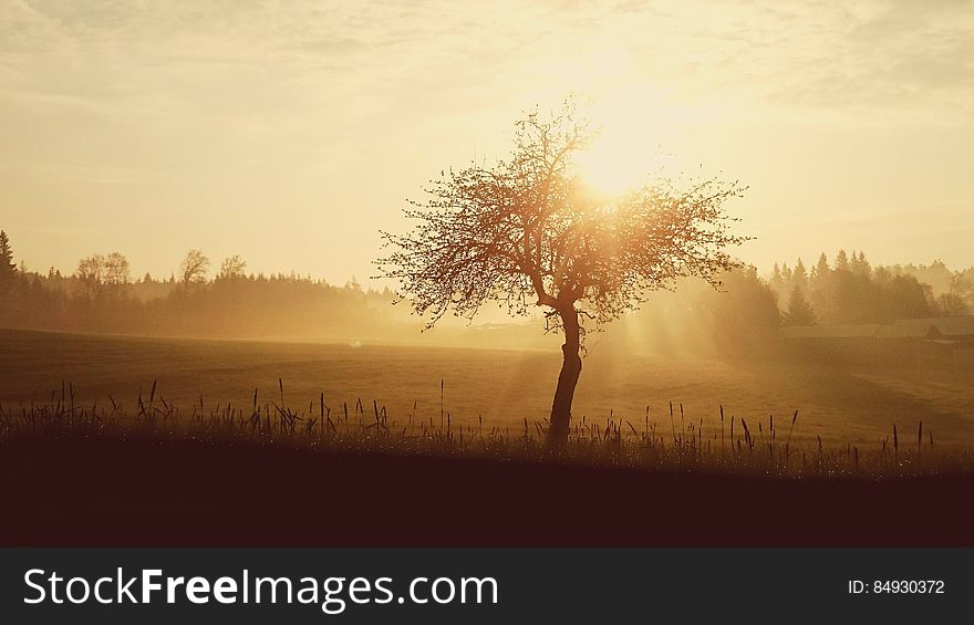 Silhouette of Tree during Sunset