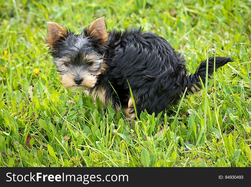 Yorkshire Terrier Puppy on Green Grass Field