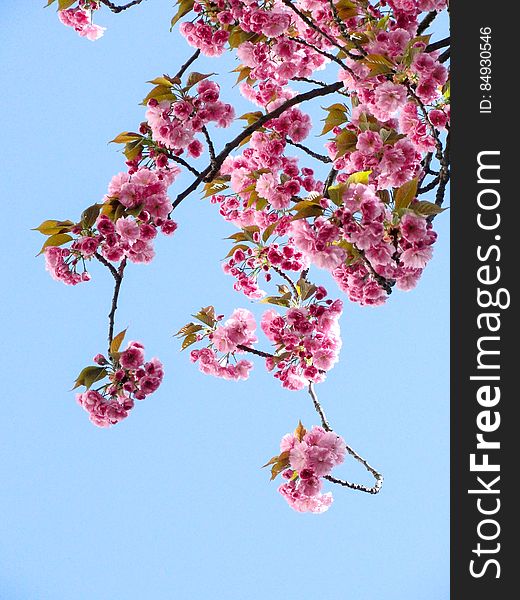 Low Angle View Of Pink Flowers Against Blue Sky