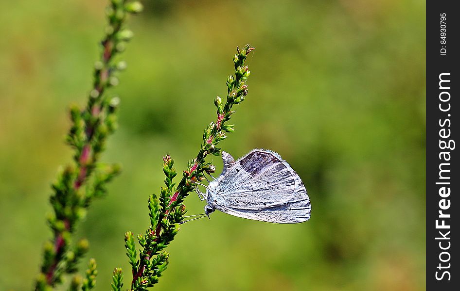 Shallow Focus Photography of Blue Butterfly