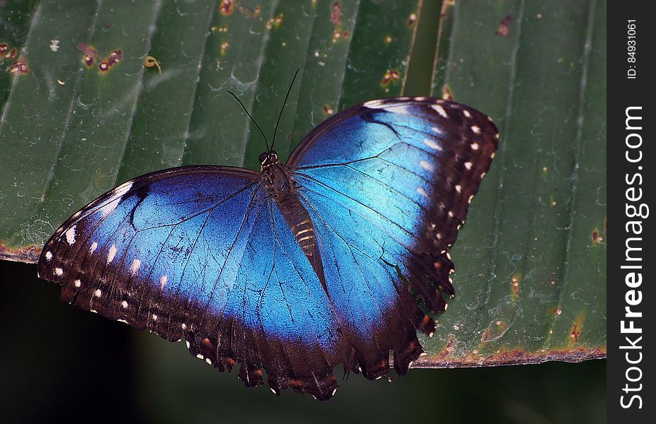 Blue Morpho. &#x28;2&#x29