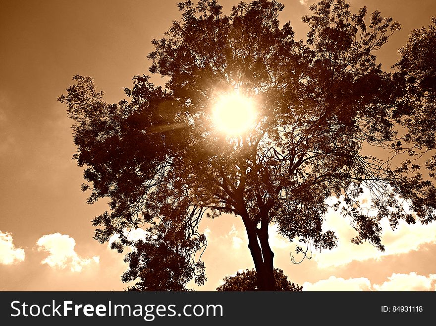 PUBLIC DOMAIN DEDICATION Pixabay - Pexels digionbew 14. 06-08-16 Sun through tree top LOW RES DSC08135