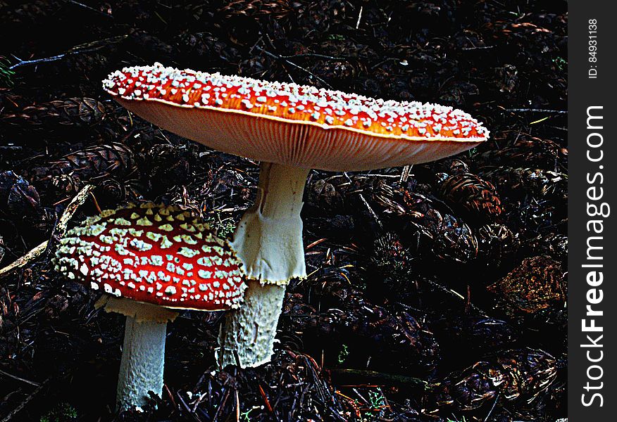 Amanita muscaria, commonly known as the fly agaric or fly amanita, is a poisonous and psychoactive basidiomycete fungus, one of many in the genus Amanita. Amanita muscaria, commonly known as the fly agaric or fly amanita, is a poisonous and psychoactive basidiomycete fungus, one of many in the genus Amanita.