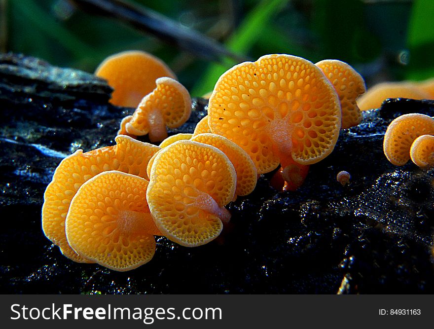 Orange Pore Fungi Orange pore is an exotic fungus which is now widely established in New Zealand. Favolaschia calocera. Orange Pore Fungi Orange pore is an exotic fungus which is now widely established in New Zealand. Favolaschia calocera