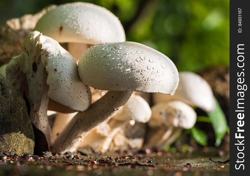 A bunch of white mushrooms in the sunlight.