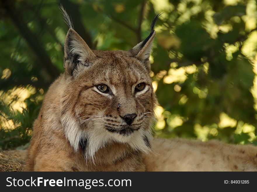 Brown and Yellow Cat Animal