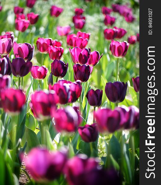 Pink Tulips