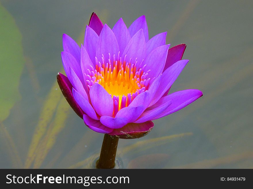 Purple and Yellow Petaled Flower