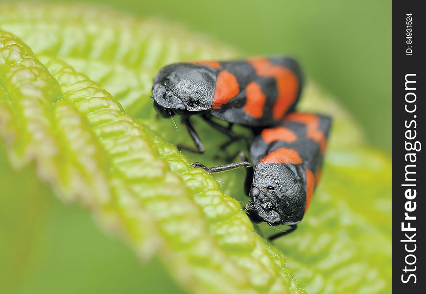 Black and Orange Insect Eating Green Leaf during Daytime in Camera Focus Photography