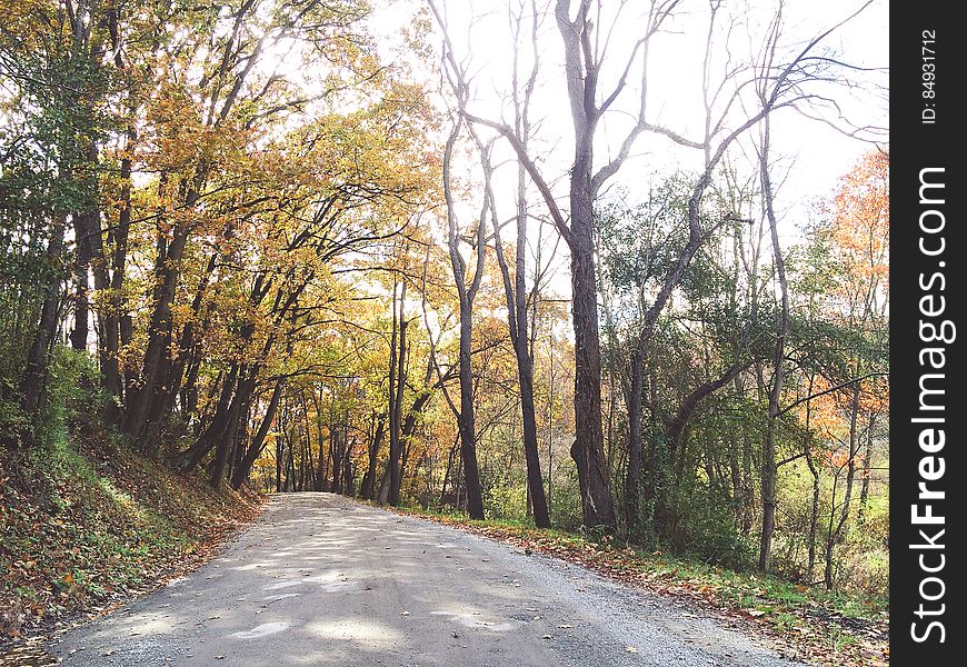 Path through autumn trees