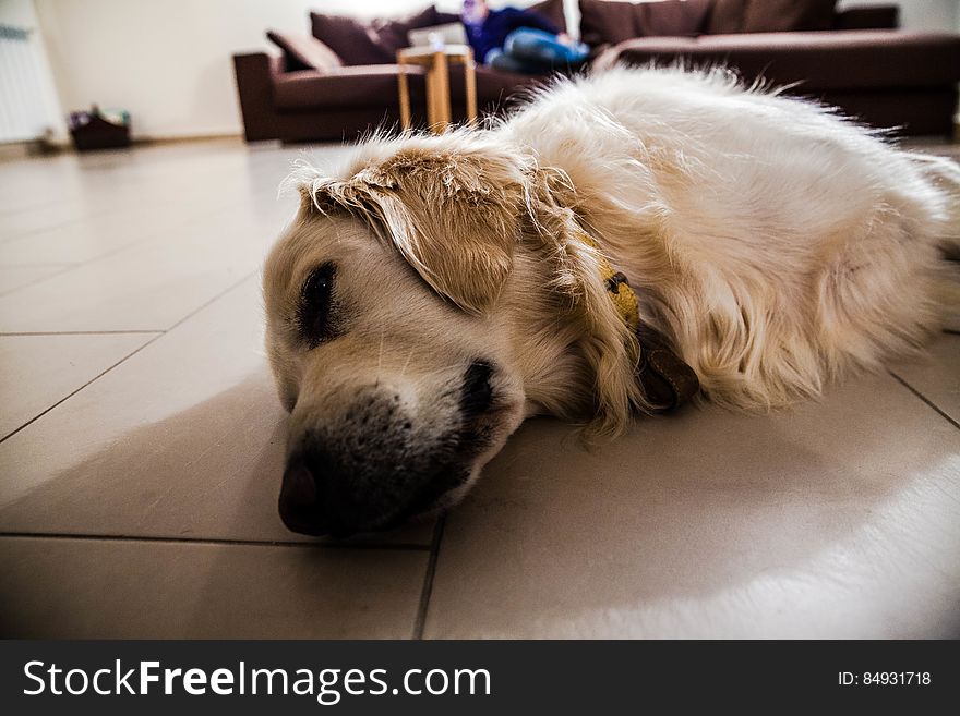 Large dog lying indoors on the floor. Large dog lying indoors on the floor.