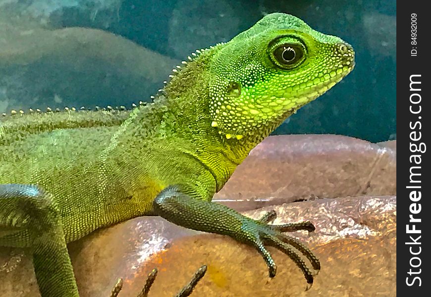 Close up portrait of green lizard on rock.