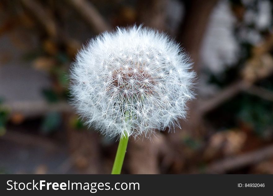 Close up of a white, fluffy dandelion against a blurred brown background.