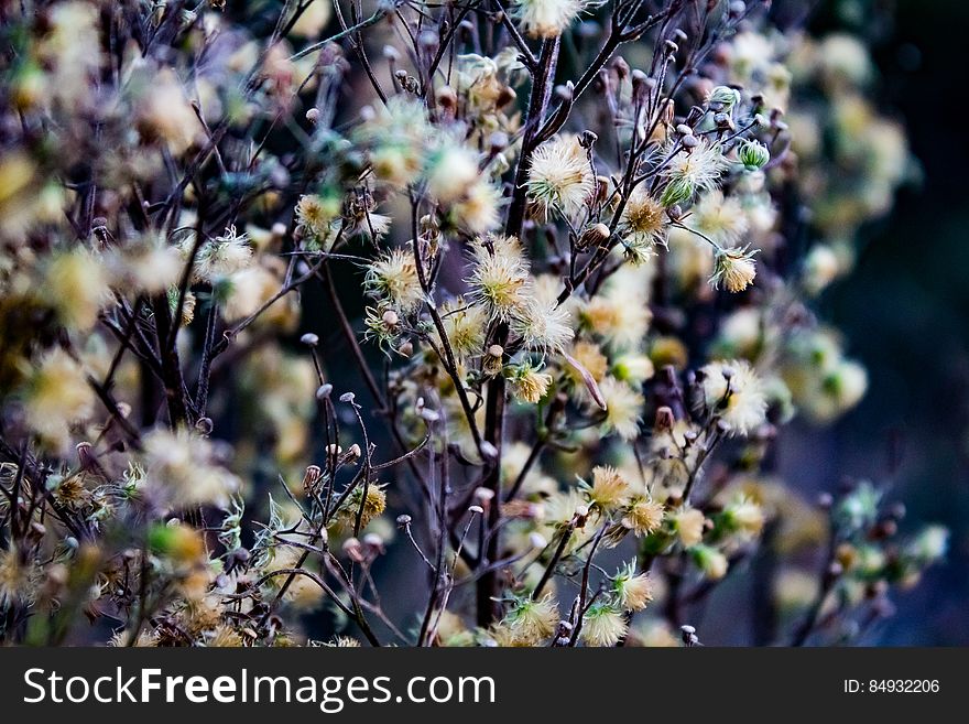 White Flowers Blossoming On Plant