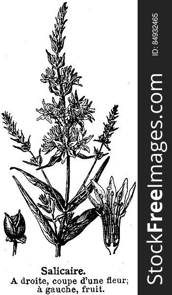 Plant, Botany, Terrestrial plant, Flowering plant, Herbaceous plant, Drawing