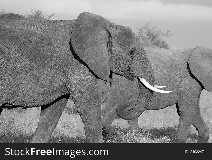 Grey Elephants Walking