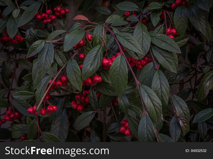 A bush with plenty of red berries on thin branches. A bush with plenty of red berries on thin branches.