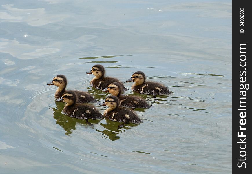 A Crew Of Ducklings!