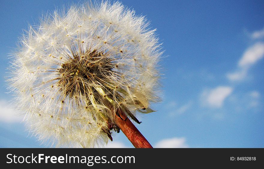 White Blow Flower Under Sunny Blue Skies