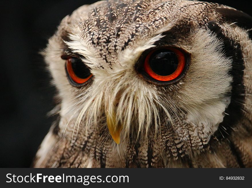 A close up of an owl. A close up of an owl.