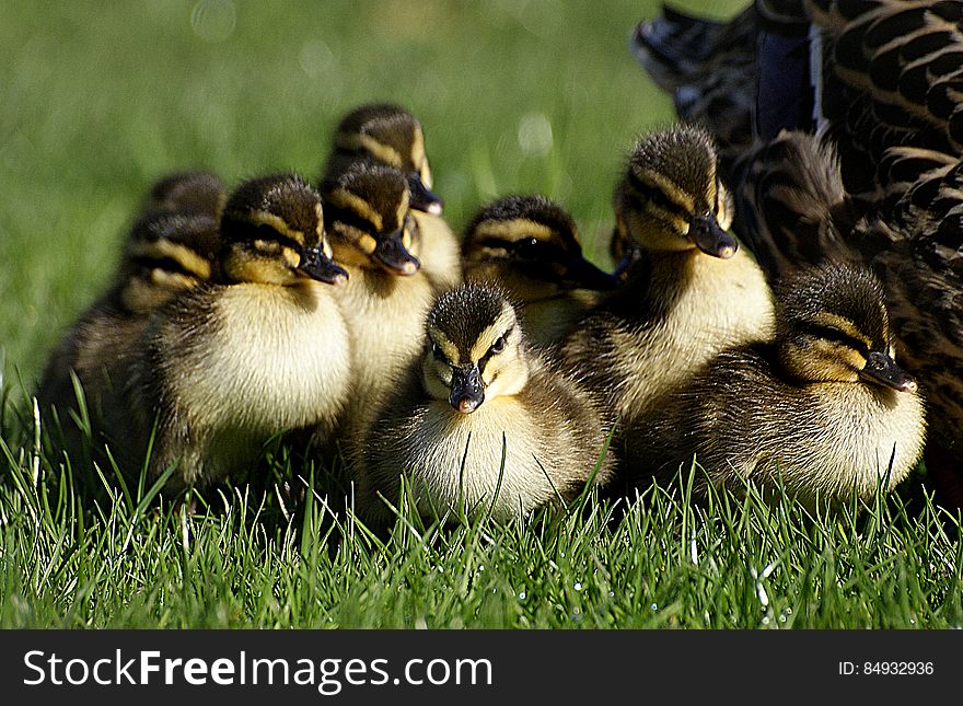 Ducklings. &#x28;12&#x29;