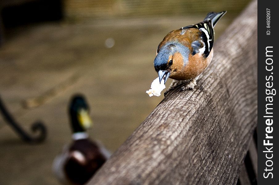 A Chaffinch Eating