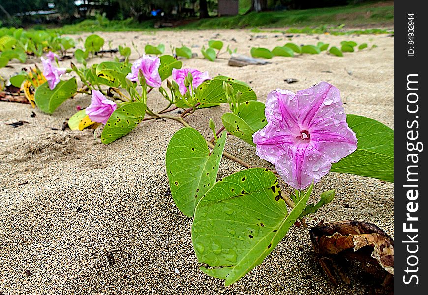 I believe these vines are Morning Glory, flowers in the beach sand on Kalihiwai Beach. I believe these vines are Morning Glory, flowers in the beach sand on Kalihiwai Beach
