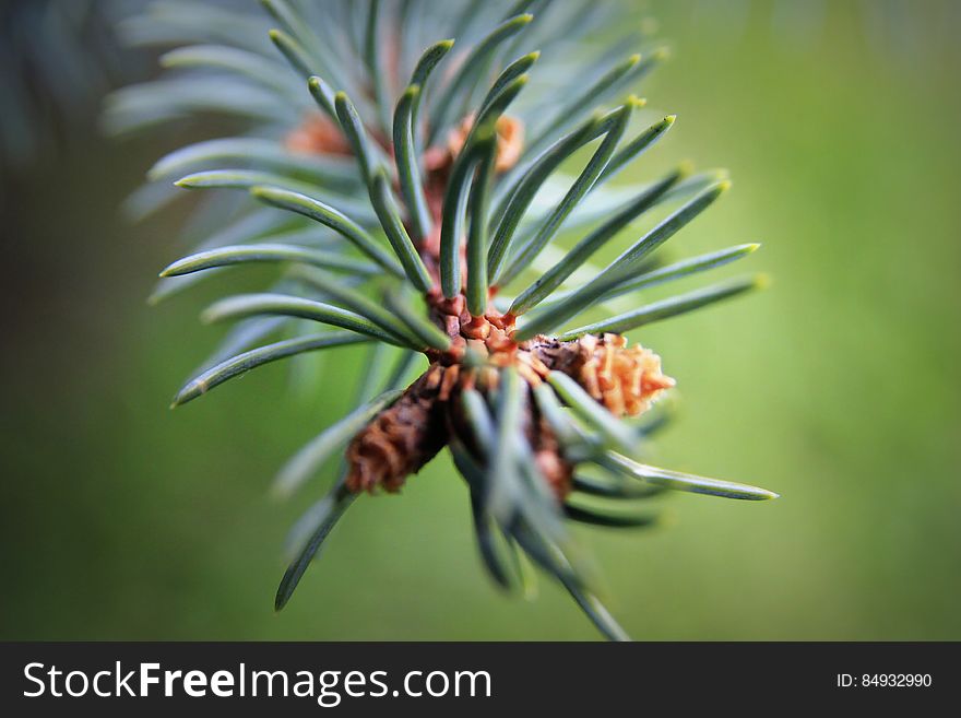 Green and Brown Pine Cone on Green Pine Tree in Micro Lens