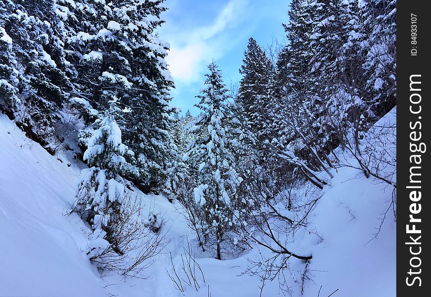 Fir trees in an evergreen forest in winter.