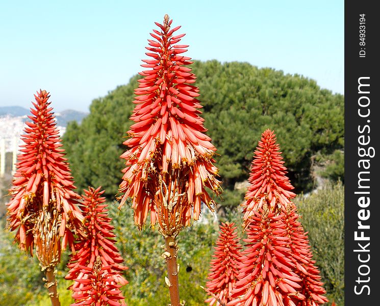 Aloe Vera Flowers