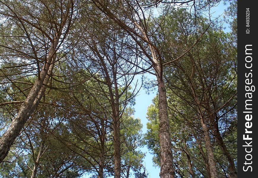 Tall Pine Trees.