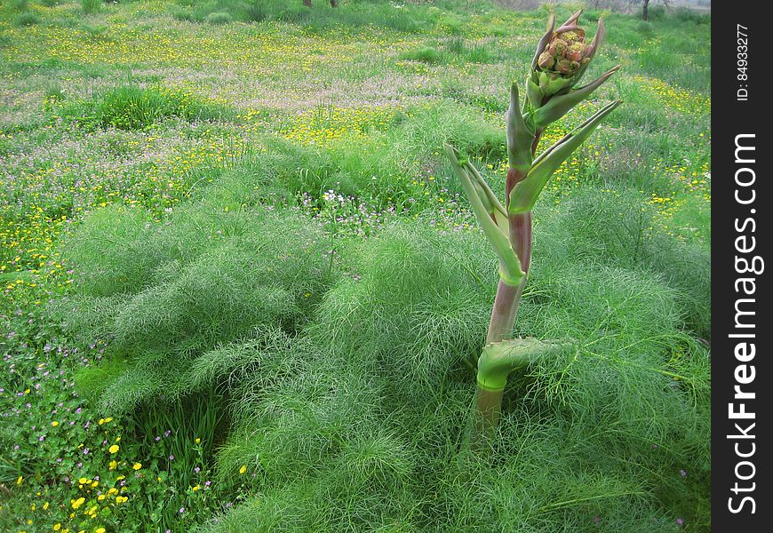 Flowers and Plants